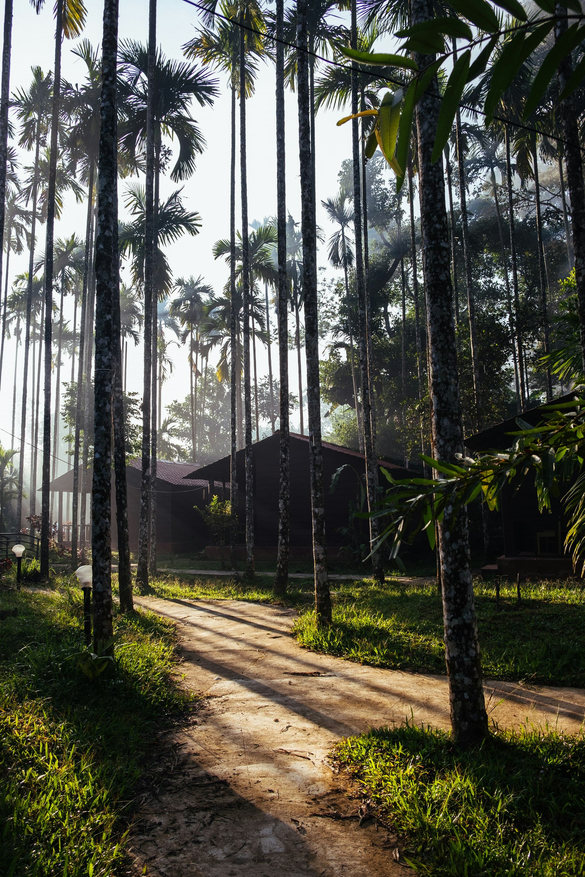 A cottage among tall areca palms